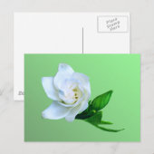 Carte Postale Gardenia (Devant / Derrière)