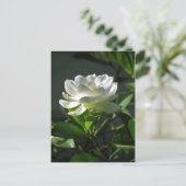 Carte postale Gardenia Blossom 2 (Debout devant)