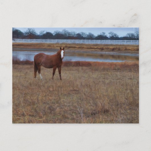 Carte Postale Garder l'étang (Devant)