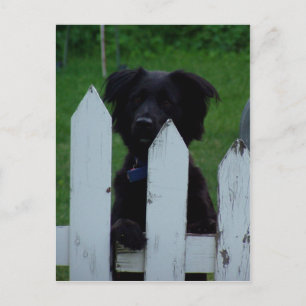 Carte Postale garder un oeil dehors