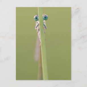 Carte Postale garder un oeil sur vous