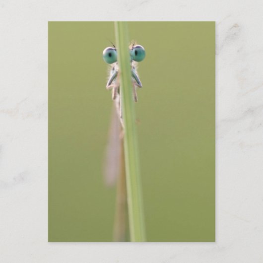 Carte Postale garder un oeil sur vous (Devant)