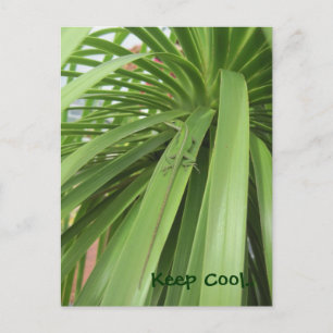 Carte Postale Gardez le Cool.