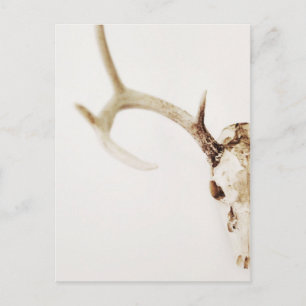 Carte Postale Gardez Votre Calme Chassez Cerf Venaison Bois Anim