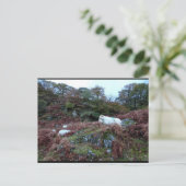 Carte Postale Gardiens du Glen (Debout devant)