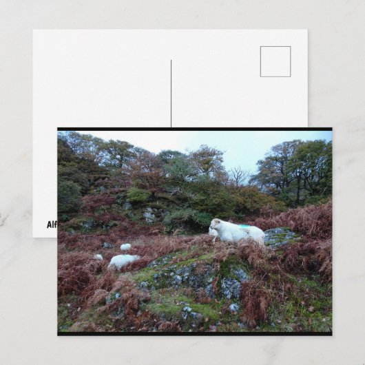 Carte Postale Gardiens du Glen (Devant / Derrière)