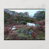Carte Postale Gardiens du Glen (Devant)