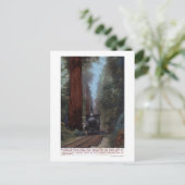 Carte Postale Gare de Big Tree (Debout devant)