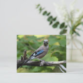 Carte Postale Garrulus glandarius - Eichelhäher (Debout devant)