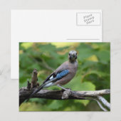 Carte Postale Garrulus glandarius - Eichelhäher (Devant / Derrière)