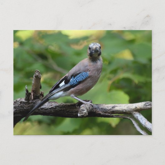 Carte Postale Garrulus glandarius - Eichelhäher (Devant)