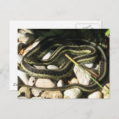 Carte Postale Garter Snake sur Rocks (Devant / Derrière)