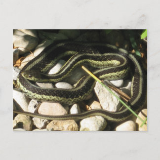 Carte Postale Garter Snake sur Rocks