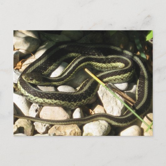 Carte Postale Garter Snake sur Rocks (Devant)
