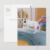 Carte Postale Gâté ? chiot Bull Terrier... Pas du tout (Devant / Derrière)