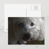 Carte Postale Gâteaux de miel (Devant / Derrière)