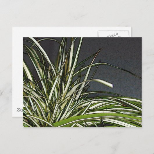 Carte Postale Gatha (Devant / Derrière)