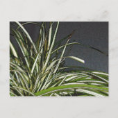 Carte Postale Gatha (Devant)