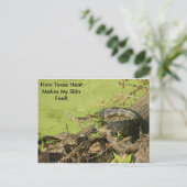 Carte postale Gator (Debout devant)