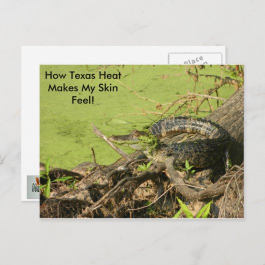 Carte postale Gator (Devant / Derrière)