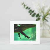 Carte Postale Gator (Debout devant)