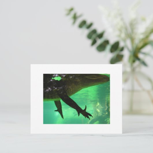 Carte Postale Gator (Debout devant)