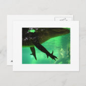 Carte Postale Gator (Devant / Derrière)