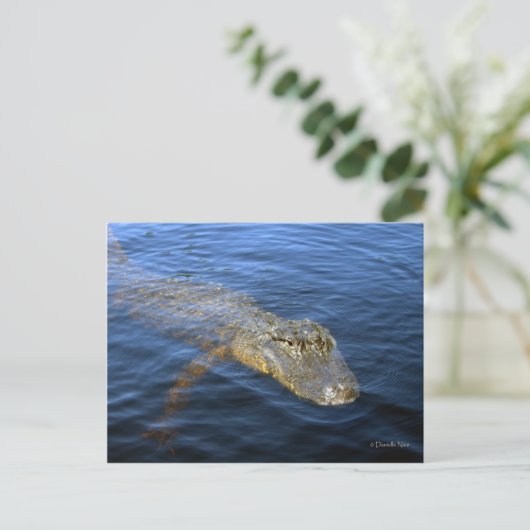 Carte postale Gator (Debout devant)