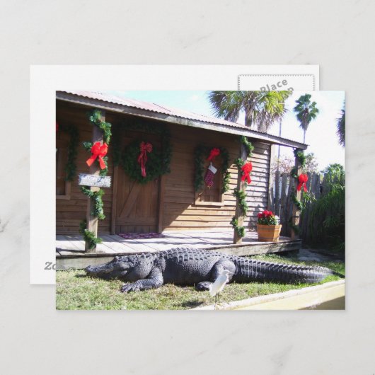 Carte Postale Gator (Devant / Derrière)