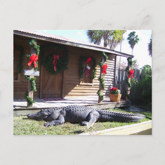 Carte Postale Gator (Devant)