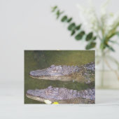 Carte Postale Gator (Debout devant)