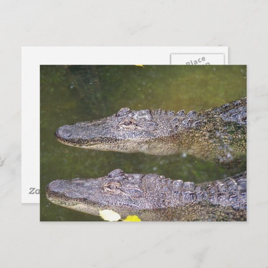 Carte Postale Gator (Devant / Derrière)