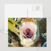 Carte Postale Gator affamé (Devant / Derrière)