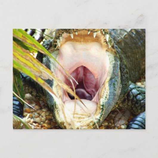 Carte Postale Gator affamé (Devant)