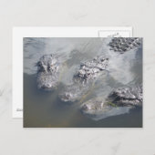 CARTE POSTALE GATOR GREETINGS (Devant / Derrière)