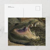 Carte Postale Gator Head (Devant / Derrière)