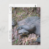 Carte postale "Gator Hugs" (Devant / Derrière)