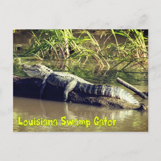 Carte Postale Gator marais de Louisiane (Devant)