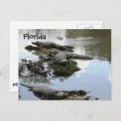 Carte Postale Gator Pond (Devant / Derrière)