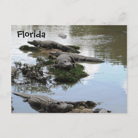 Carte Postale Gator Pond (Devant)