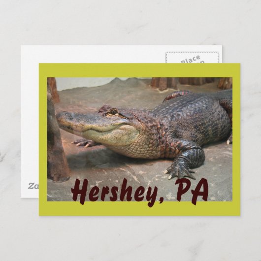 Carte Postale Gator Salutation de Hershey (Devant / Derrière)