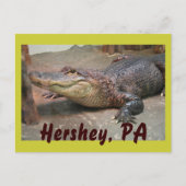 Carte Postale Gator Salutation de Hershey (Devant)