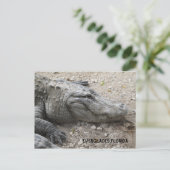 Carte Postale Gator souriant (Debout devant)