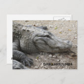 Carte Postale Gator souriant (Devant / Derrière)