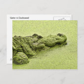 Carte Postale Gator - Vert Dans L'Aluminium (Devant / Derrière)