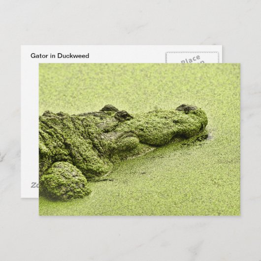 Carte Postale Gator - Vert Dans L'Aluminium (Devant / Derrière)