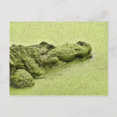 Carte Postale Gator - Vert Dans L'Aluminium (Devant)