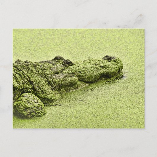 Carte Postale Gator - Vert Dans L'Aluminium (Devant)