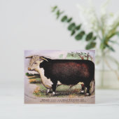 Carte postale Gauci Hereford Cattle (Debout devant)
