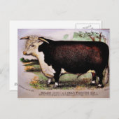 Carte postale Gauci Hereford Cattle (Devant / Derrière)